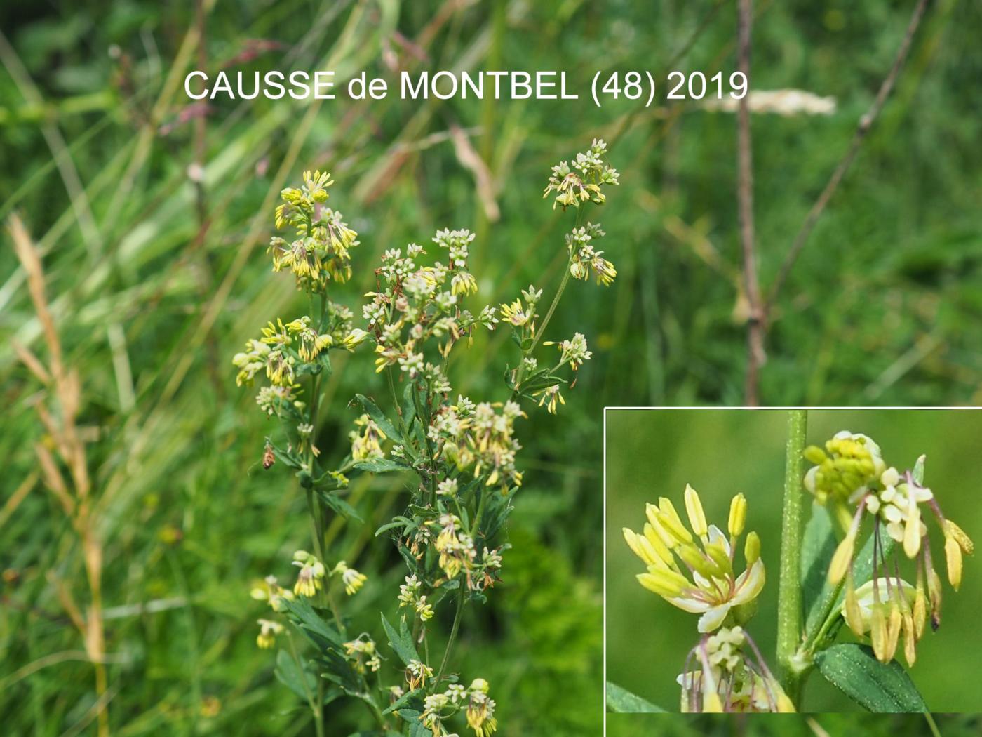 Meadow Rue, Small flower